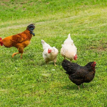 Lovely House Lindi In Apartment Porec